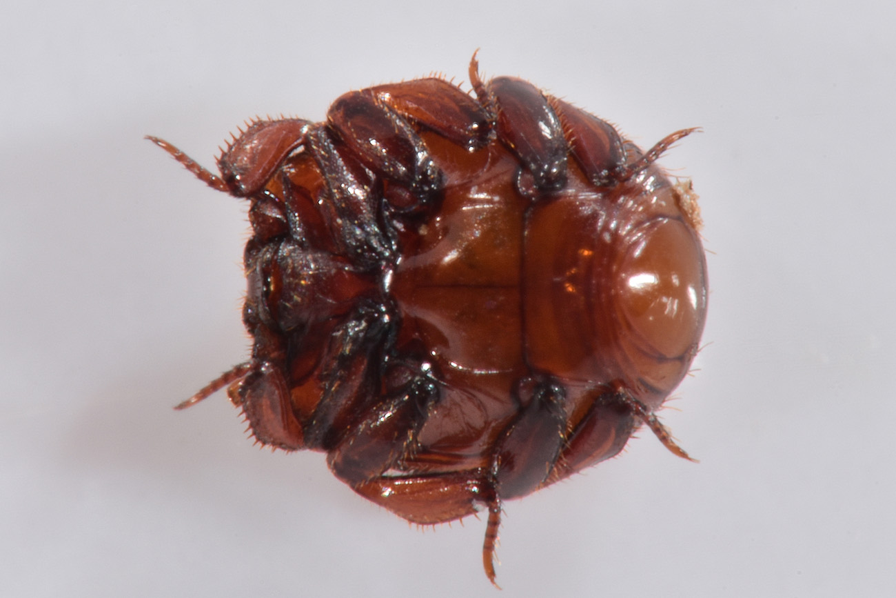 Histeridae: Haeterius ferrugineus? Sì, maschio